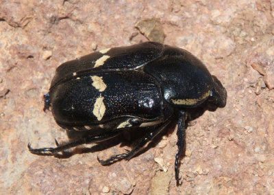 Gymnetina cretacea; Scarab Beetle species