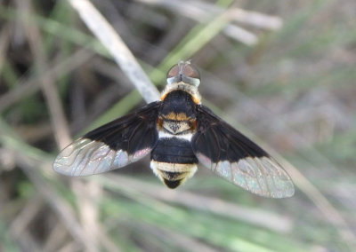 Hemipenthes celeris; Bee Fly species