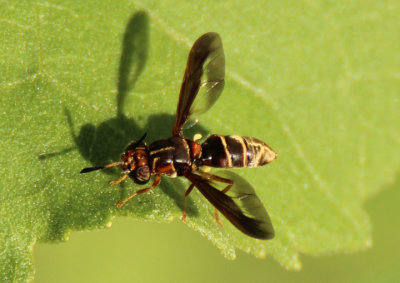 Hermetia comstocki; Soldier Fly species