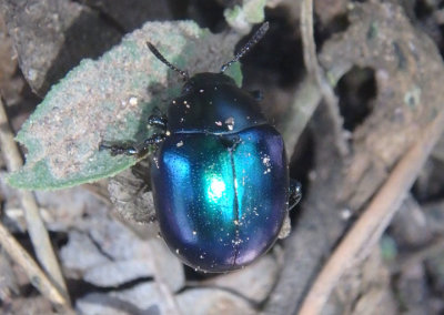 Leptinotarsa haldemani; Leaf Beetle species