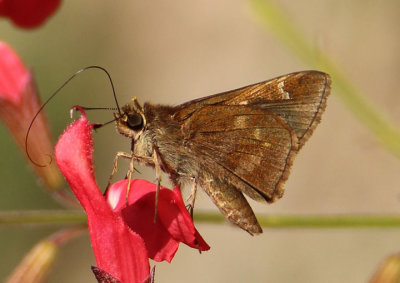 Lerema accius; Clouded Skipper