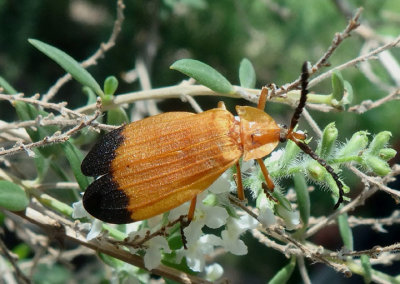 Lycus fernandezi; Net-winged Beetle species