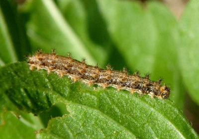 Microtia elada; Elada Checkerspot caterpillar
