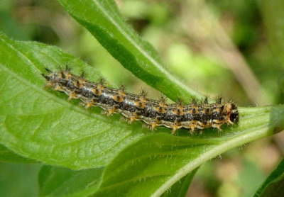 Microtia Checkerspot species caterpillar
