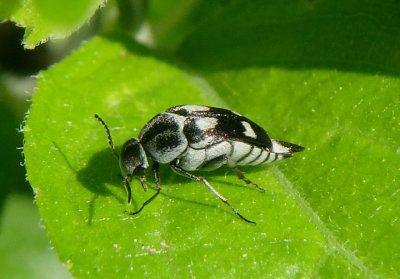 Mordella tetraspillota; Tumbling Flower Beetle species