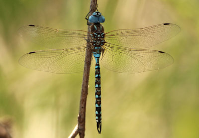 Rhionaeschna multicolor; Blue-eyed Darner; male