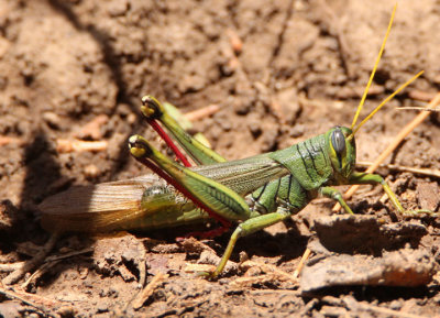 Schistocerca shoshone; Green Bird Grasshopper