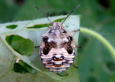 Thyanta Stink Bug species nymph