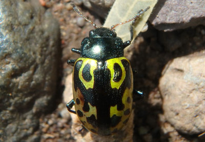 Zygogramma signatipennis; Leaf Beetle species