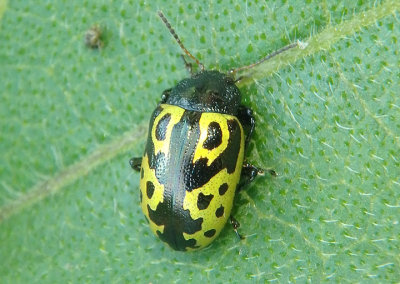 Zygogramma signatipennis; Leaf Beetle species