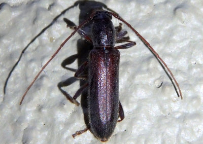 Xeranoplium tricallosum; Long-horned Beetle species