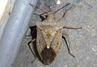 Euschistus servus/variolarius complex; Stink Bug species