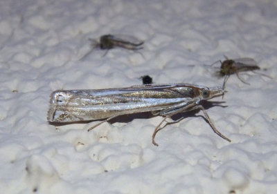 5352 - Crambus trichusalis; Crambine Snout Moth species