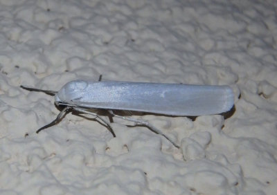 8051 - Crambidia casta; Pearly-winged Lichen Moth