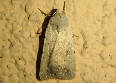 9656 - Caradrina montana; Civil Rustic