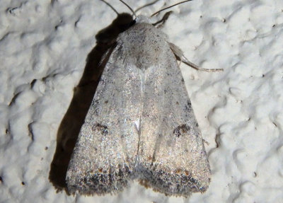 9656 - Caradrina montana; Civil Rustic