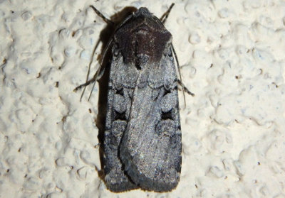 10807 - Euxoa albipennis; Dart Moth species