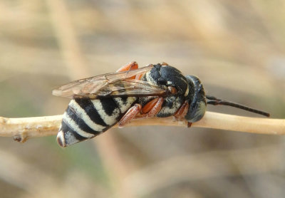 Cuckoo Bees