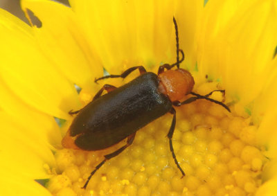 Nemognatha sparsa; Blister Beetle species