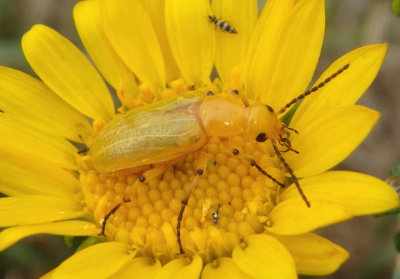 Zonitis sayi; Blister Beetle species