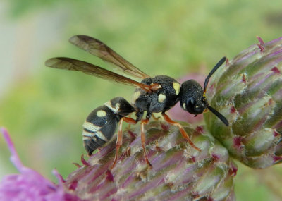 Stenodynerus propinquus complex; Potter Wasp species