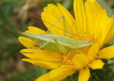 Oecanthus forbesi/nigricornis complex; Tree Cricket species; female