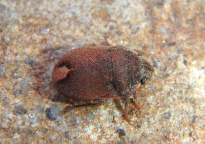 Pachycorinae Shield-backed Bug species