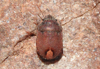 Pachycorinae Shield-backed Bug species