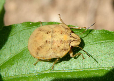 Sphyrocoris obliquus; Shield-backed Bug species