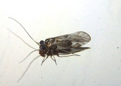 Indiopsocus infumatus; Common Barklouse species; male