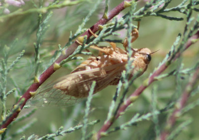 Okanagana pallidula; Cicada species