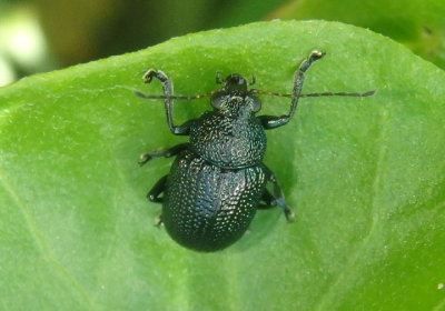 Colaspis nigrocyanea; Leaf Beetle species