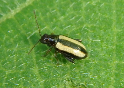 Systena Leaf Beetle species