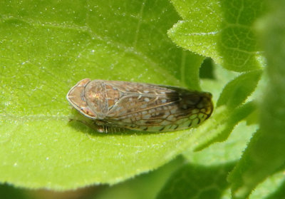 Mesamia Leafhopper species