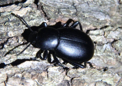 Eleodes arcuata; Darkling Beetle species