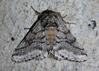 6651 - Lycia ursaria; Stout Spanworm Moth