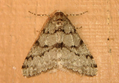 6660 - Phigalia strigataria; Small Phigalia; male