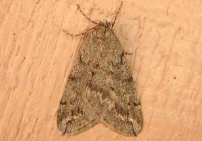 6662 - Paleacrita vernata; Spring Cankerworm Moth; male
