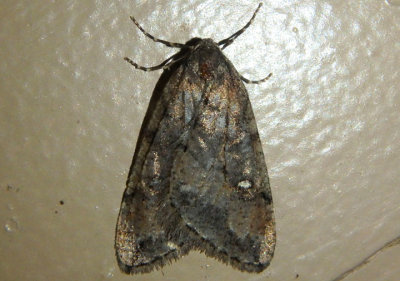 6663 - Paleacrita merriccata; White-spotted Cankerworm Moth; male