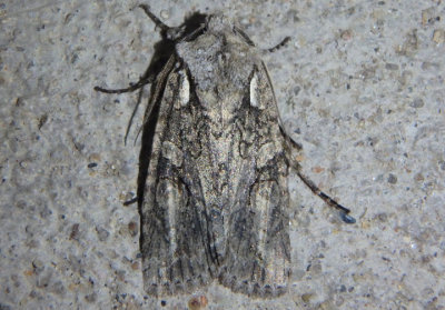 9904.1 - Lithophane scottae; Pinion Moth species