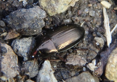 Amara Seed-eating Ground Beetle species
