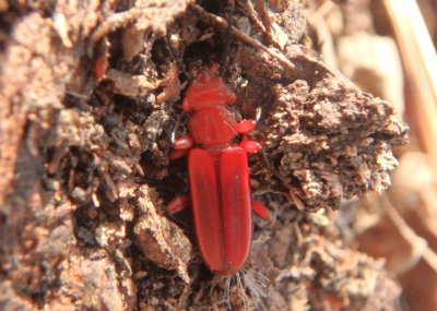 Cucujus clavipes; Red Flat Bark Beetle