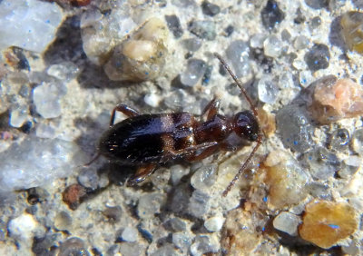 Malporus formicarius; Antlike Flower Beetle species
