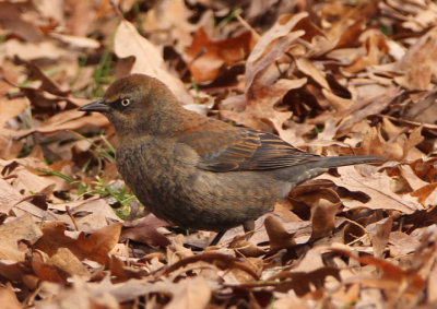 Rusty Blackbird; transitional female