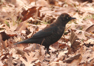Rusty Blackbird; transitional male