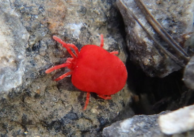 Thrombidiidae Velvet Mite species