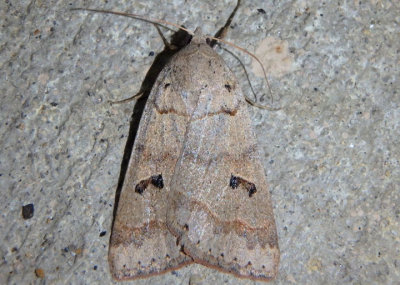 8591 - Phoberia atomaris; Common Oak Moth