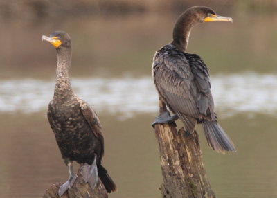 Double-crested Cormorants; immature