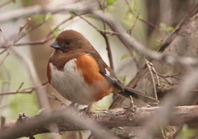 Eastern Towhee; female