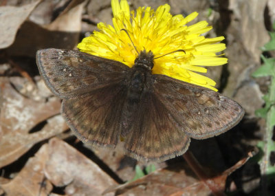 Erynni juvenalis; Juvenal's Duskywing; male